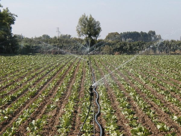Irrigatore con stent in campo